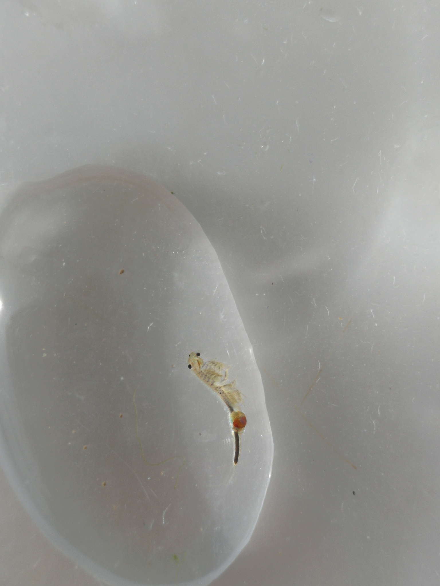 Tanymastix stagnalis (Linnaeus, 1758)