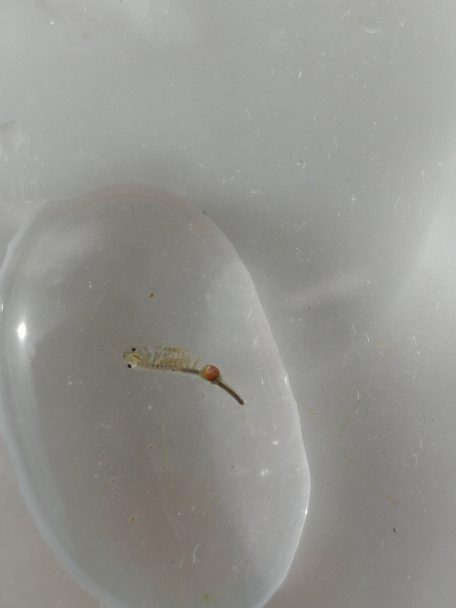 Tanymastix stagnalis (Linnaeus, 1758)