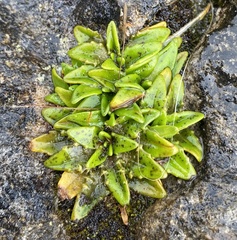 Plantago triandra