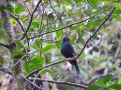 Turdus infuscatus