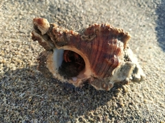 Chicoreus torrefactus