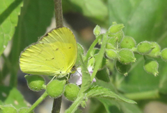 Pyrisitia lisa centralis