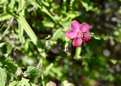 Hibiscus phoeniceus