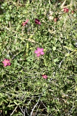 Hibiscus phoeniceus