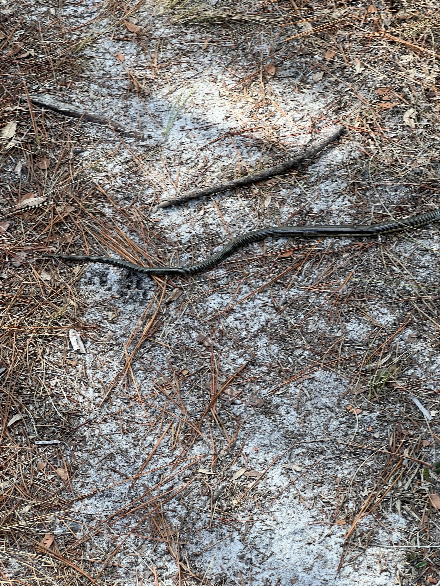 Ophisaurus ventralis (Linnaeus, 1766)
