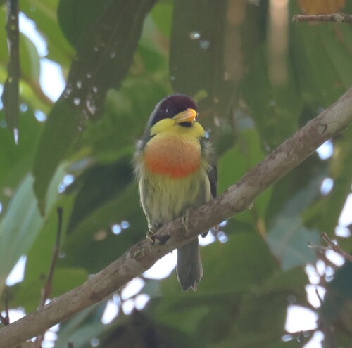 Lemon-throated Barbet (Eubucco richardsoni), photo 4