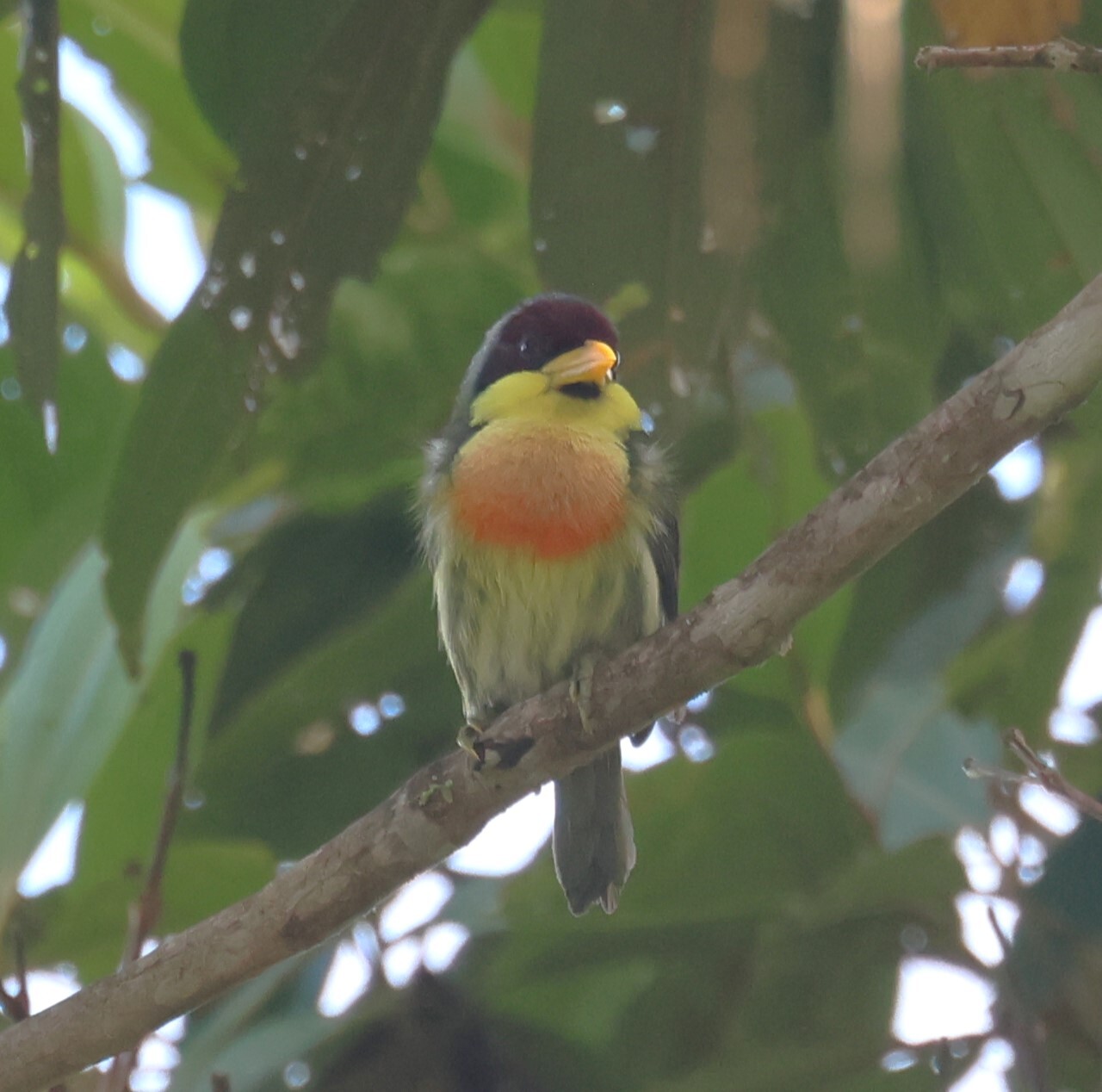 Lemon-throated Barbet (Eubucco richardsoni), photo 6