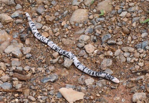 Bassler's Worm Lizard