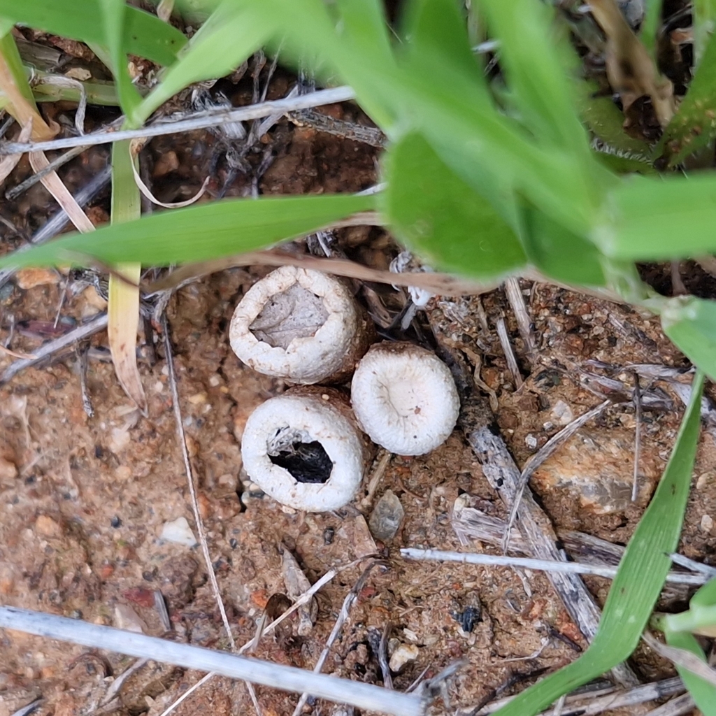 Cyathus olla · January 2026 · photo: © el_maldo (iNaturalist, cc-by)