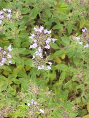 Ziziphora clinopodioides