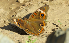 Junonia pacoma