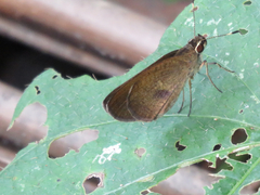 Synapte pecta