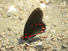 Mimoides ilus occiduus