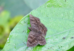 Pellicia dimidiata dimidiata