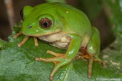 Natal Tree Frog, Leptopelis xenodactylus