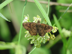 Nisoniades bromias