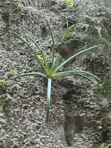 Foto de Dudleya edulis