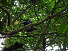 Oreophasis derbianus