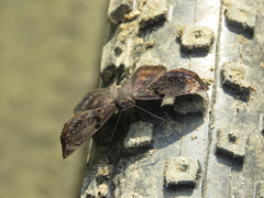 Chiomara mithrax