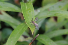 Leptotarsus vulpinus