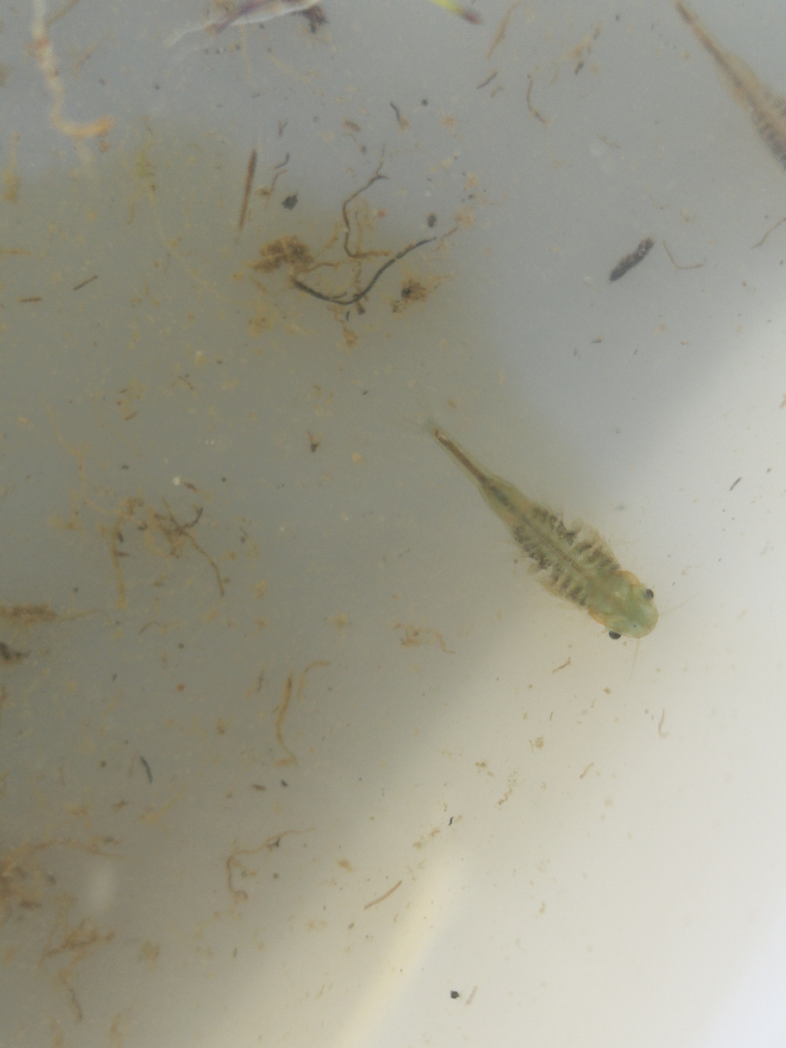 Tanymastix stagnalis (Linnaeus, 1758)