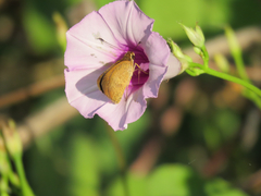 Synapte pecta