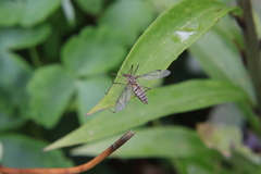 Leptotarsus vulpinus