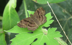 Antigonus funebris