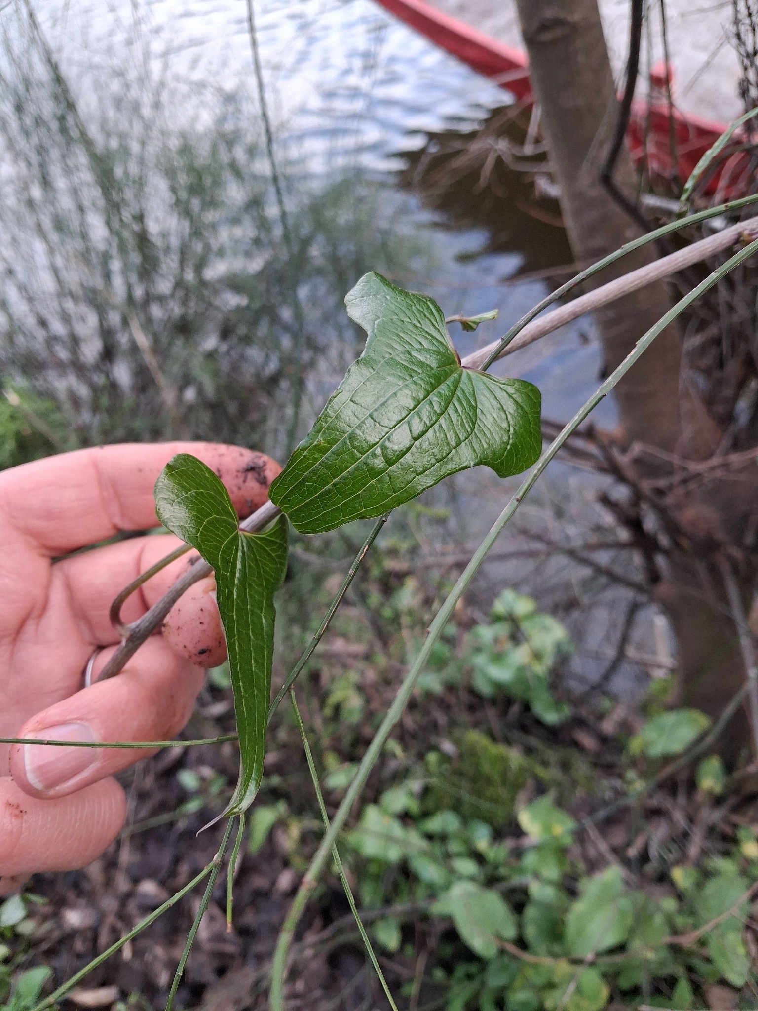 Black bryony