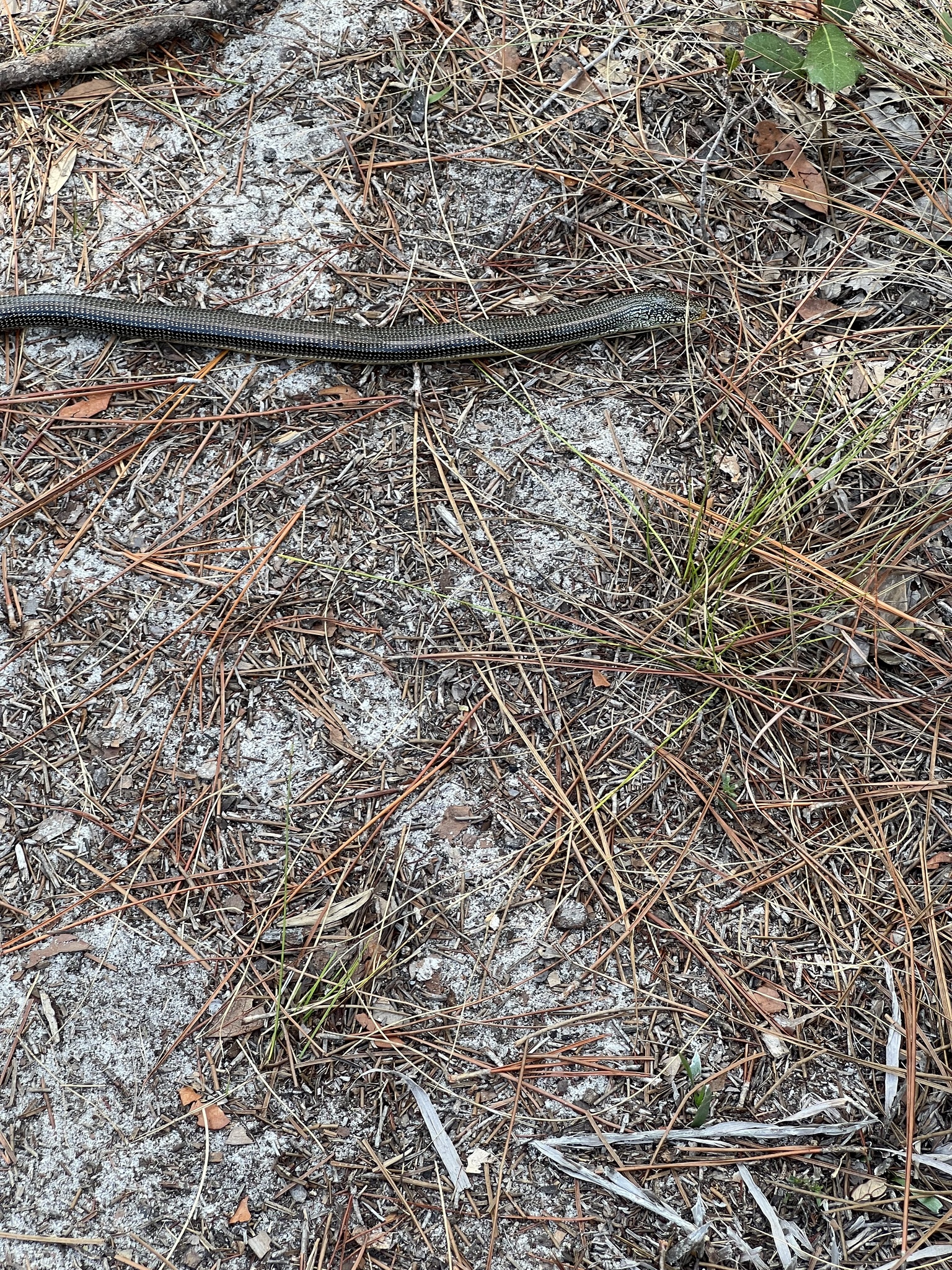 Ophisaurus ventralis (Linnaeus, 1766)