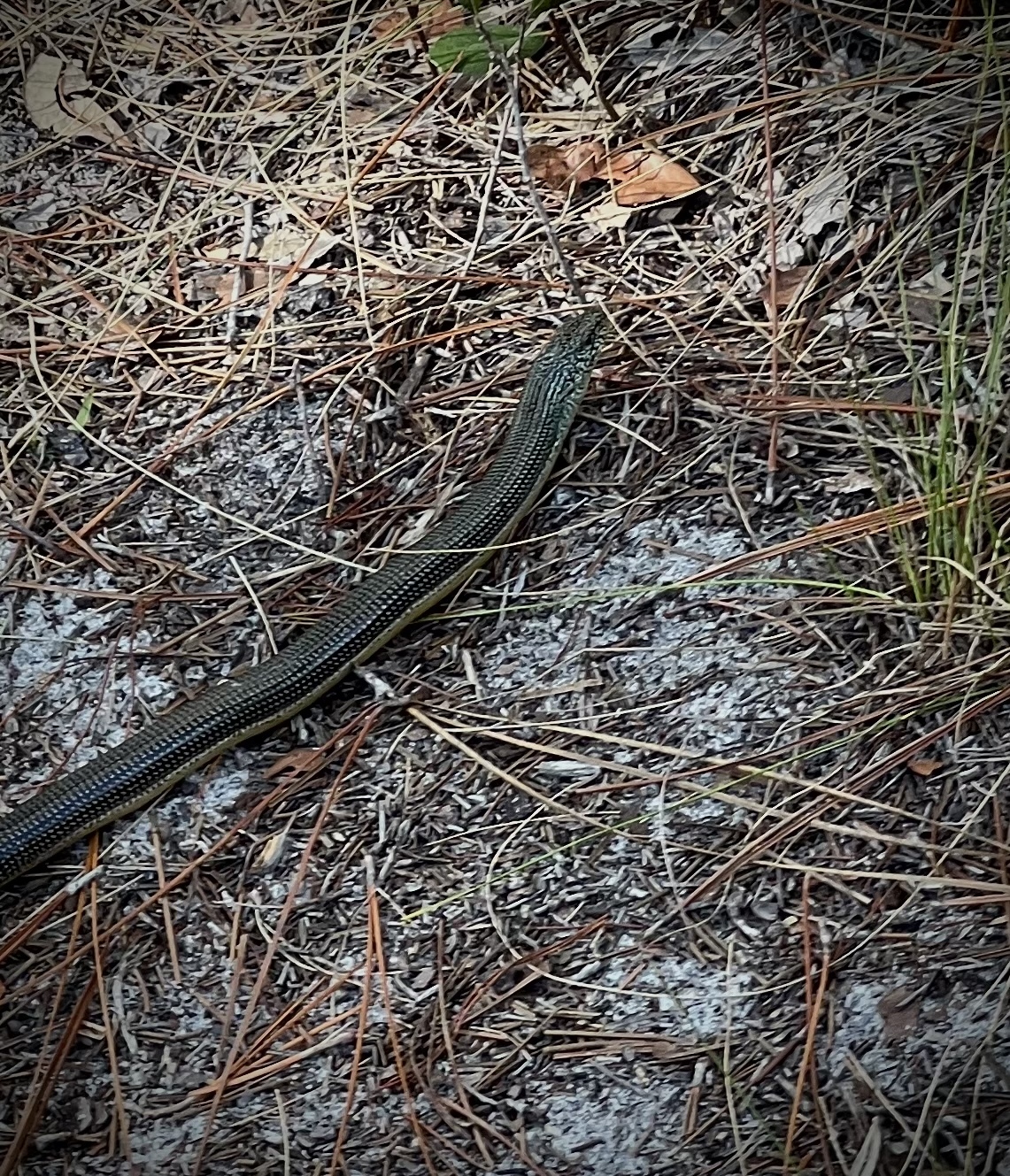 Ophisaurus ventralis (Linnaeus, 1766)