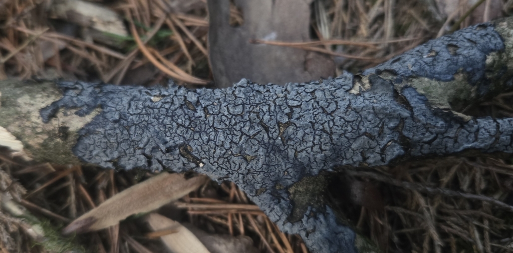 Terana coerulea · January 2026 · photo: © benfungi (iNaturalist, cc-by)