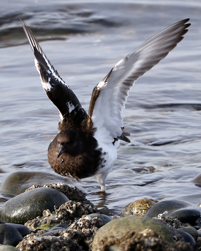 Black Turnstone (Arenaria melanocephala), photo 7
