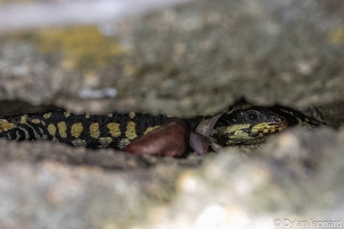 Swazi Girdled Lizard