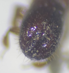 Xyleborus ferrugineus