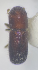 Xyleborus ferrugineus
