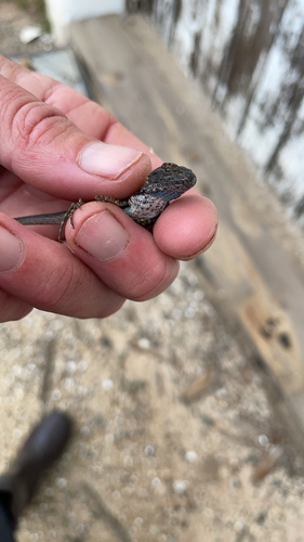 iNaturalist observation photo of Western Fence Lizard