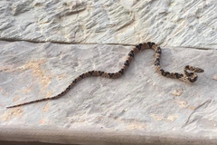 Trimorphodon biscutatus