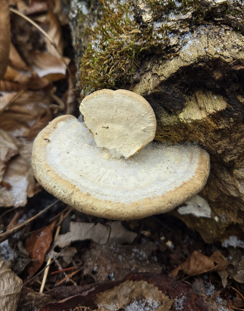 Trametes lactinea · January 2026 · photo: © benfungi (iNaturalist, cc-by)