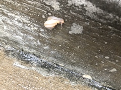 Bradybaena similaris image