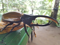 Dynastes occidentalis