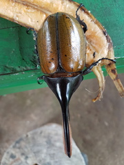 Dynastes occidentalis