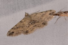 Scioglyptis lithenopa