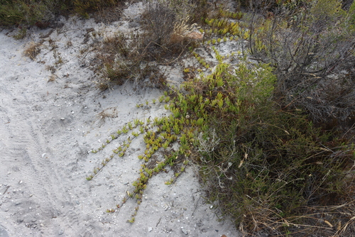 Sand Tentfig (Ruschia sarmentosa)