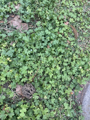 Foto de Erva salsa