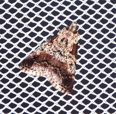 Orthaga rubridiscalis