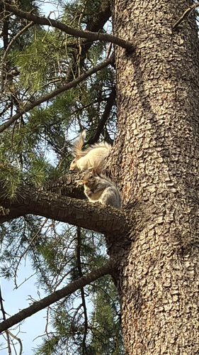 Eastern Gray Squirrel