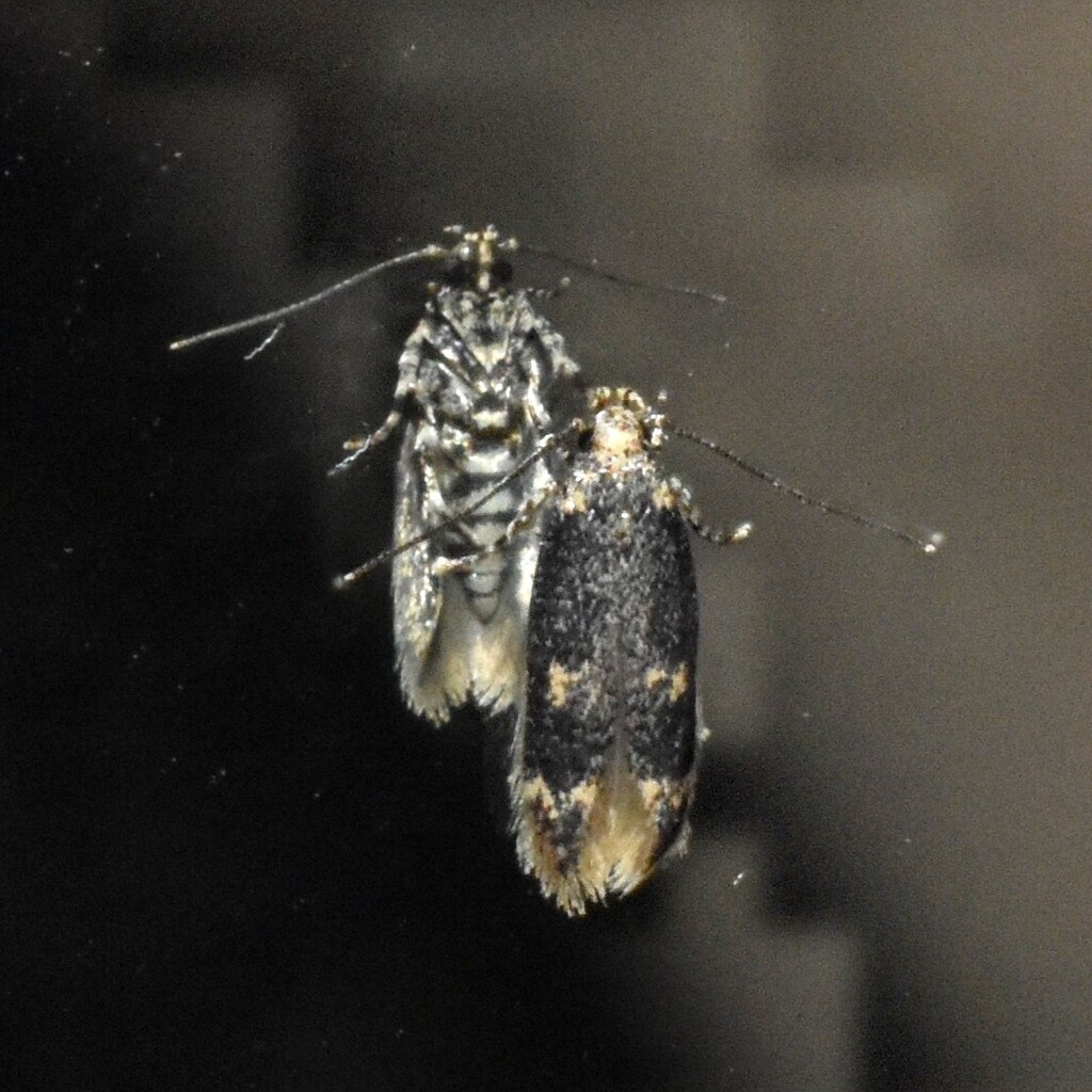 Trypanisma prudens