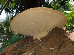 Polyporaceae