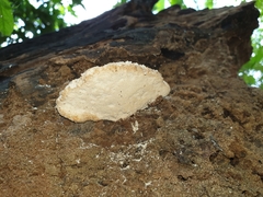 Polyporaceae